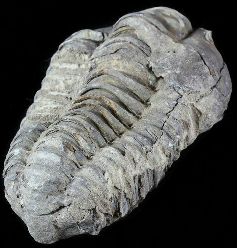 Calymene Trilobite From Morocco - Large Size #49618